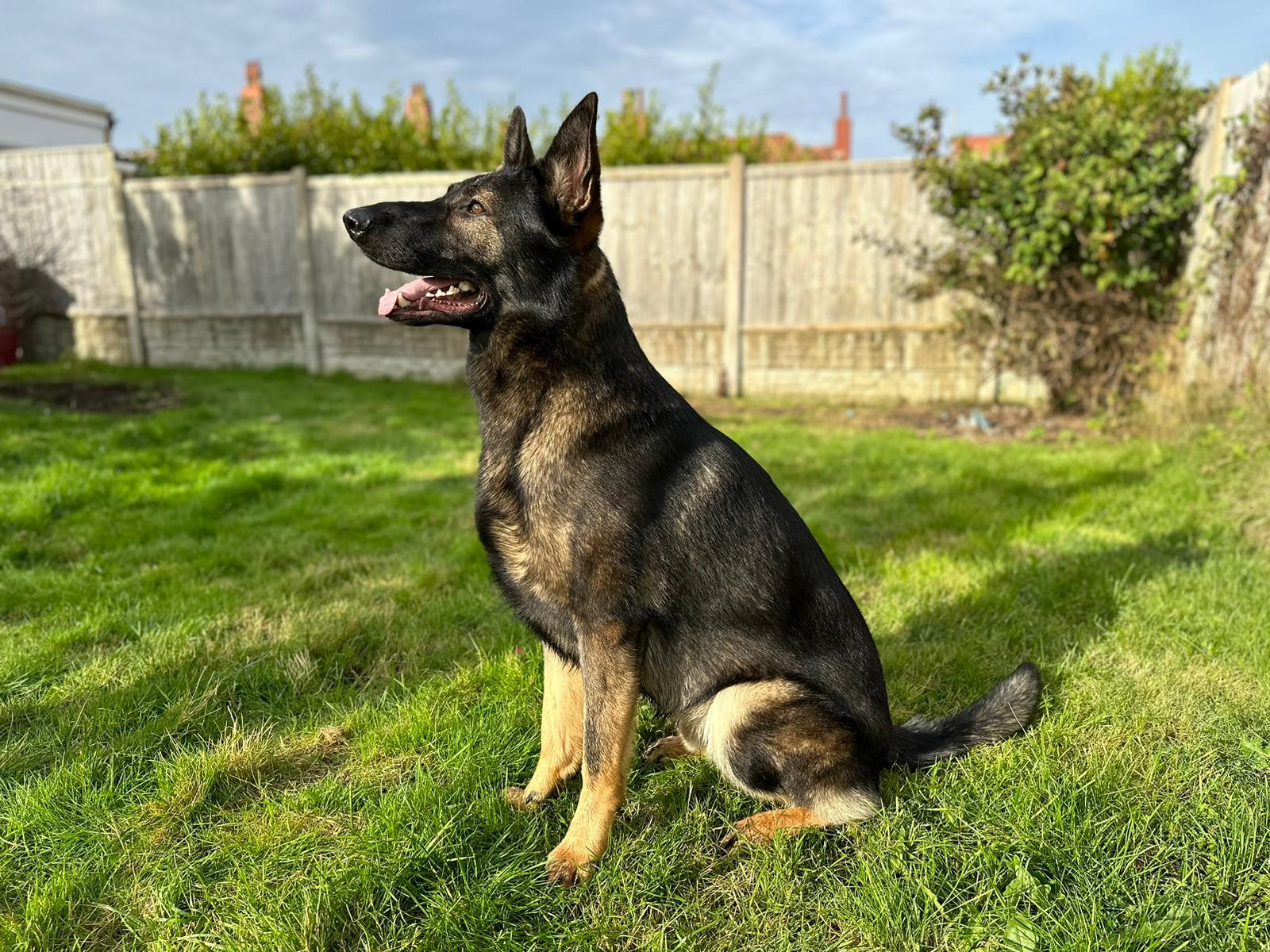 Police trained german store shepherds for sale